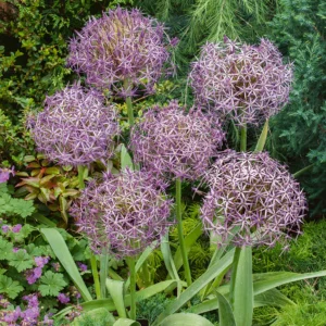 Allium Christophii - Léggömbhagyma