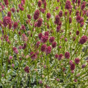 Sanguisorba Little Angel - Őszi vérfű