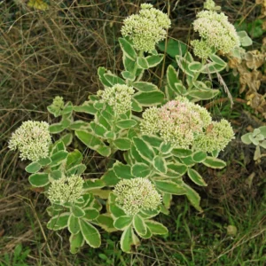 Sedum telephium Lajos - Varjúháj