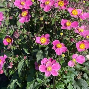 Anemone hybrida Satin Doll Rose - Szellőrózsa