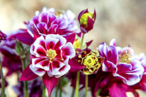 Aquilegia Vulgaris Winky Duble Red & White - Harangláb