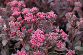 Sedum cauticola SunSparkler Plumm Dazzled - Varjúháj