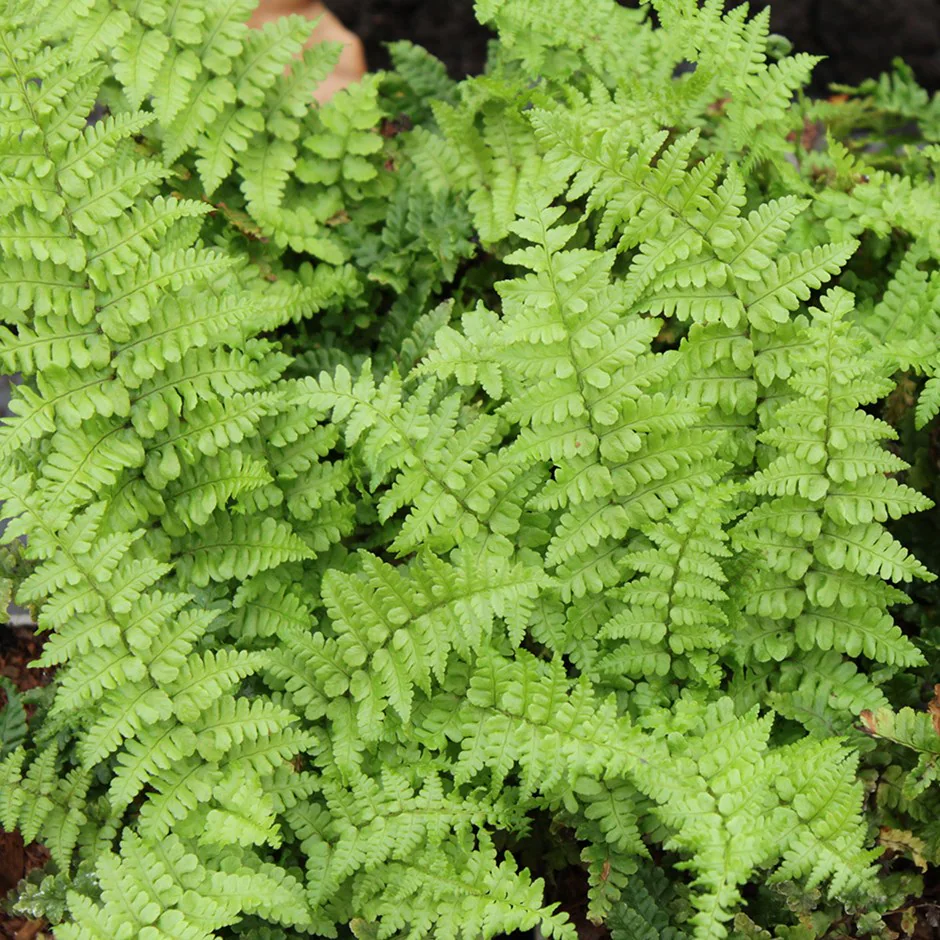 Dryopteris affins Crispa - Pelyvás pajzsika