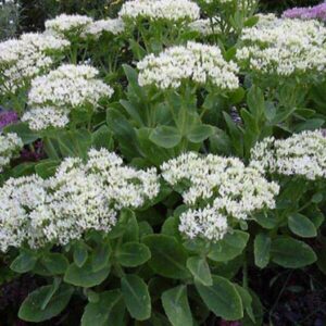 Sedum spectabile White - Varjúháj