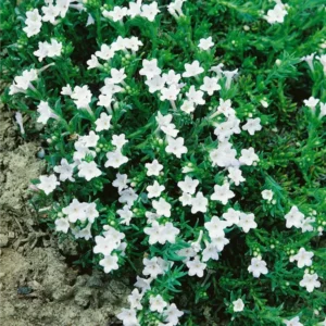 Lithodora Diffusa Alba - Fehér kőmagcserje