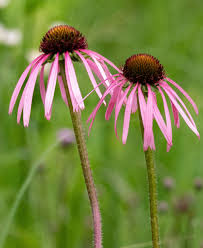 Echinacea pallida - Halvány Kasvirág