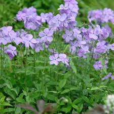 Phlox Divaricata Blue Moon - Erdei lángvirág