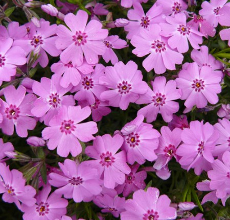 Phlox sub. Kelseyi Rosette - Árlevelű lángvirág