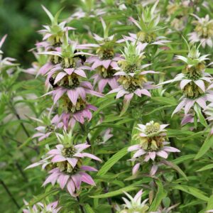 Monarda Punctata - Pettyes Méhbalzsam