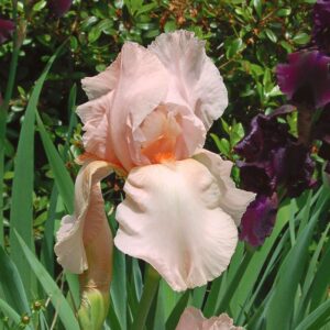 Iris germanica Rose - Nőszirom