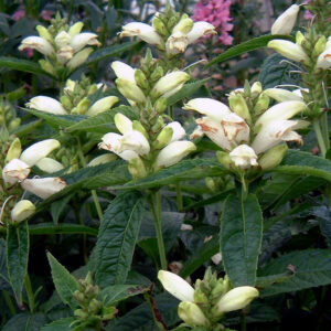 Chelone Obliqua Alba - Fehér gerlefej