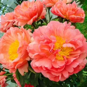 Paeonia Lactiflora Coral Sunset - Illatos Bazsarózsa