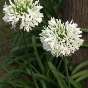 Agapangthus africanus Albus - Szerelemvirág