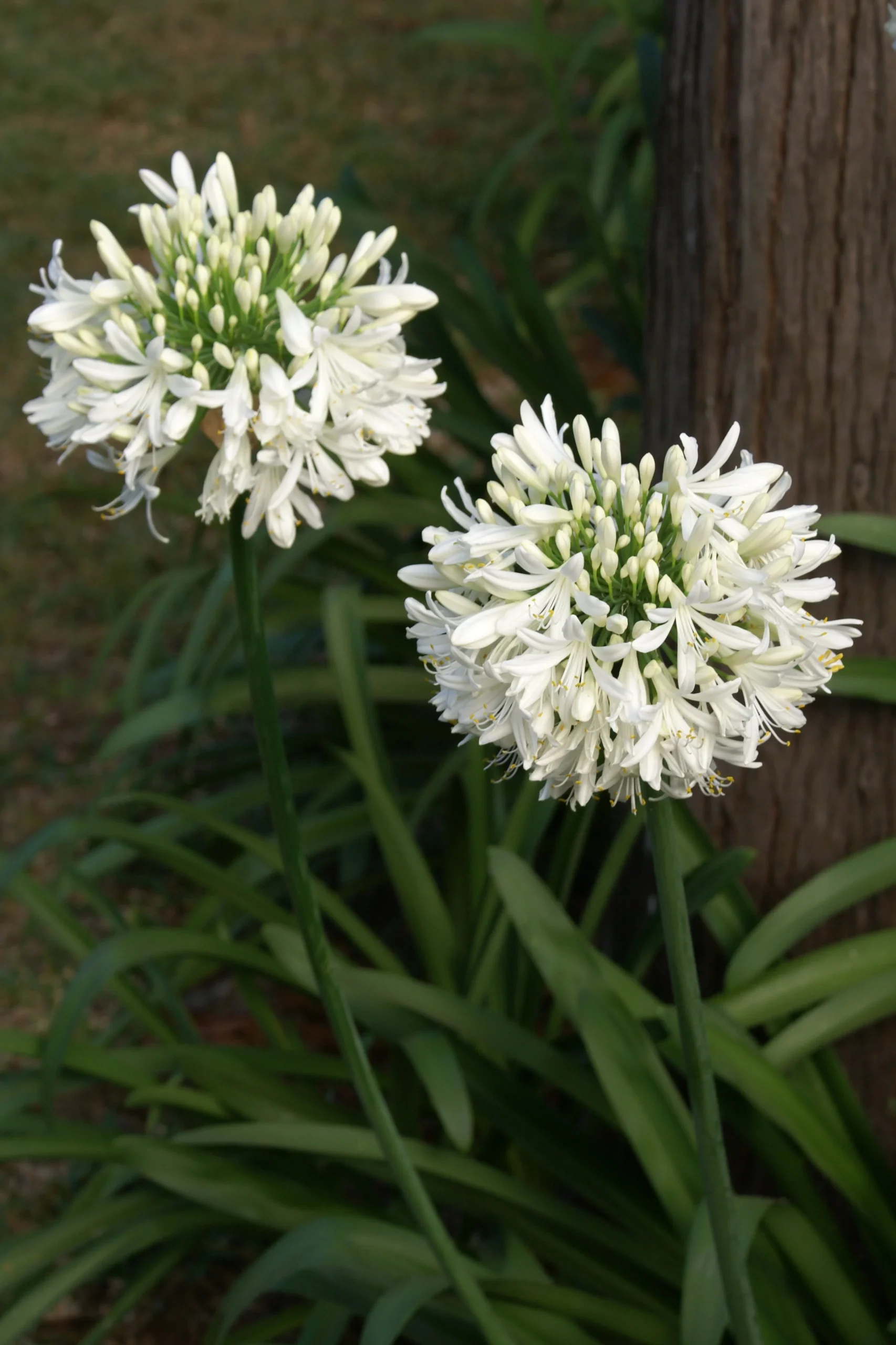 Agapangthus africanus Albus - Szerelemvirág