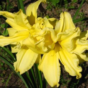 Hemerocallis Double River Wye - Dupla virágú sásliliom