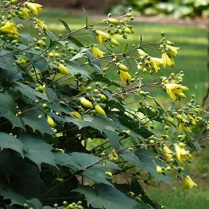 Kirengeshoma palmata - Juharcsengő