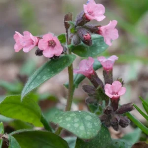 Pulmonaria Dora Bielefeld - Pettyegetett Tüdőfű