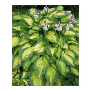 Hosta Pauls Glory - Árnyékliliom