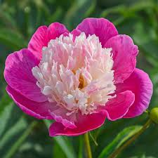 Paeonia lactiflora Gay Paree - Illatos Bazsarózsa