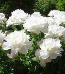 Paeonia lactiflora Gardenia - Illatos Bazsarózsa