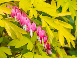 Dicentra Spectabilis Yellow Leaf - Nagy szívvirág