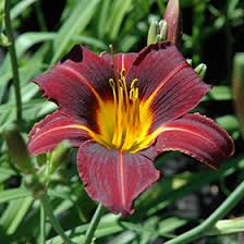 Hemerocallis Black Prince - Sásliliom
