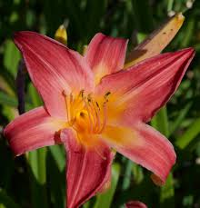 Hemerocallis Cherry Cheeks - Sásliliom