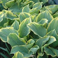 Hosta Sagae - Árnyékliliom
