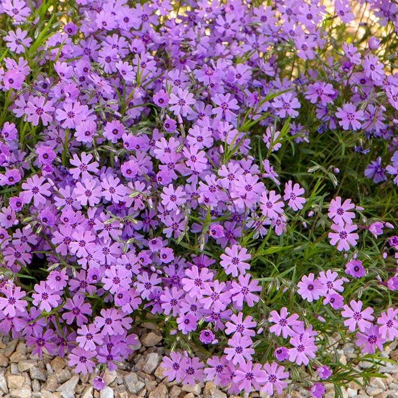 Phlox sub. Purple Beauty - Árlevelű lángvirág