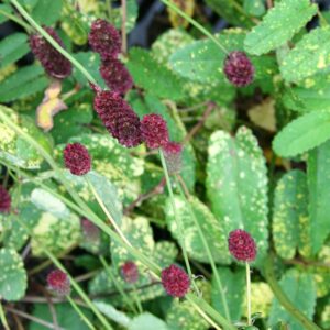 Sanguisorba  Off. Lemon Splash - Vérfű