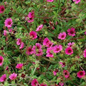 Potentilla Ron Mc Beath - Nepáli Pimpó