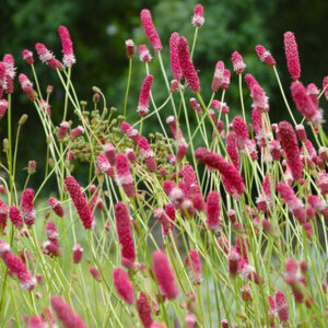 Sanguisorba tenuifolia Pink Elephant - Vérfű