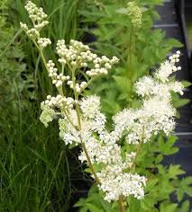 Filipendula Ulmaria - Réti legyezőfű