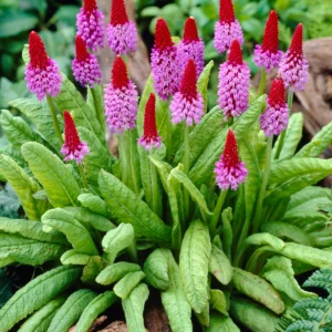 Primula Vialii Red Rose - Orchidea kankalin
