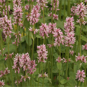 Stachys off. Rosea - Nagyvirágú tisztesfű
