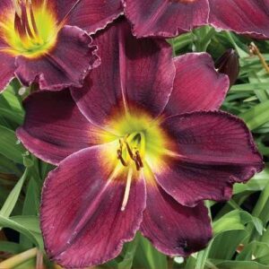 Hemerocallis Black Prince - Sásliliom