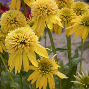 Echinacea Eccentric Yellow -  Kasvirág