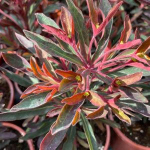 Euphorbia amygdaloides Miners Merlot - Kutyatej