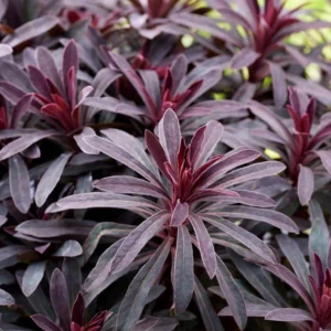 Euphorbia amygdaloides Miners Merlot - Kutyatej