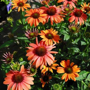 Echinacea Sensation Coral - Kasvirág