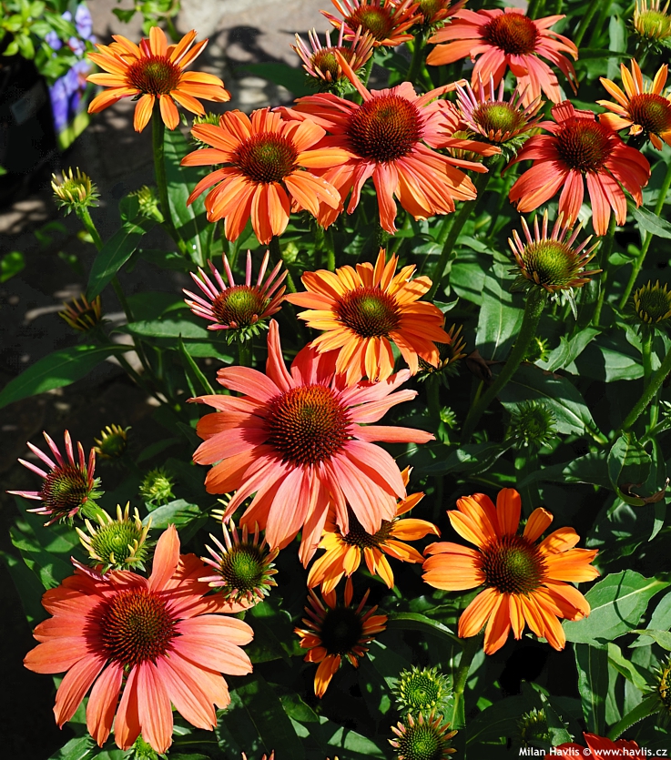 Echinacea Sensation Coral - Kasvirág