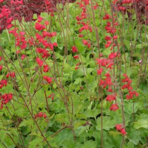 Heuchera sanguinea Leuchtkafer - Tűzeső