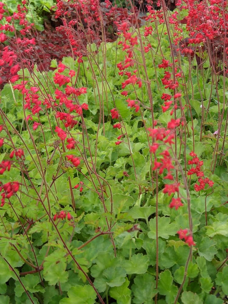 Heuchera sanguinea Leuchtkafer - Tűzeső