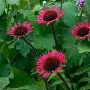 Echinacea Hybrida Dark Purple - Kasvirág