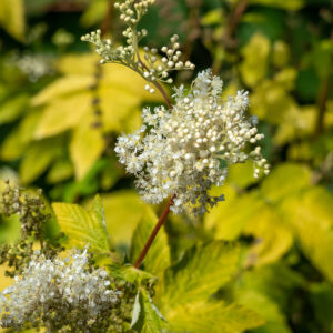 Filipendula Ulmaria Aurea - Réti legyezőfű