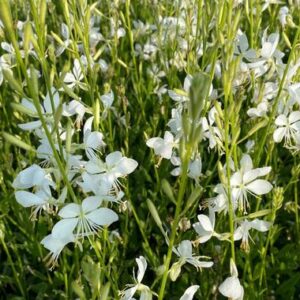 Gaura lindheimeri Snowbird - Díszgyertya