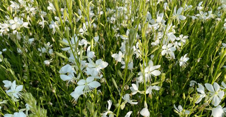 Gaura lindheimeri Snowbird - Díszgyertya