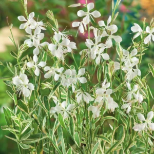Gaura lindheimeri Corries's Gold - Díszgyertya