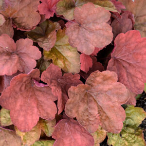 Heuchera Carnival Cinnamon Stick - Tűzeső