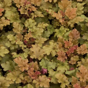 Heuchera Marmalade - Tűzeső